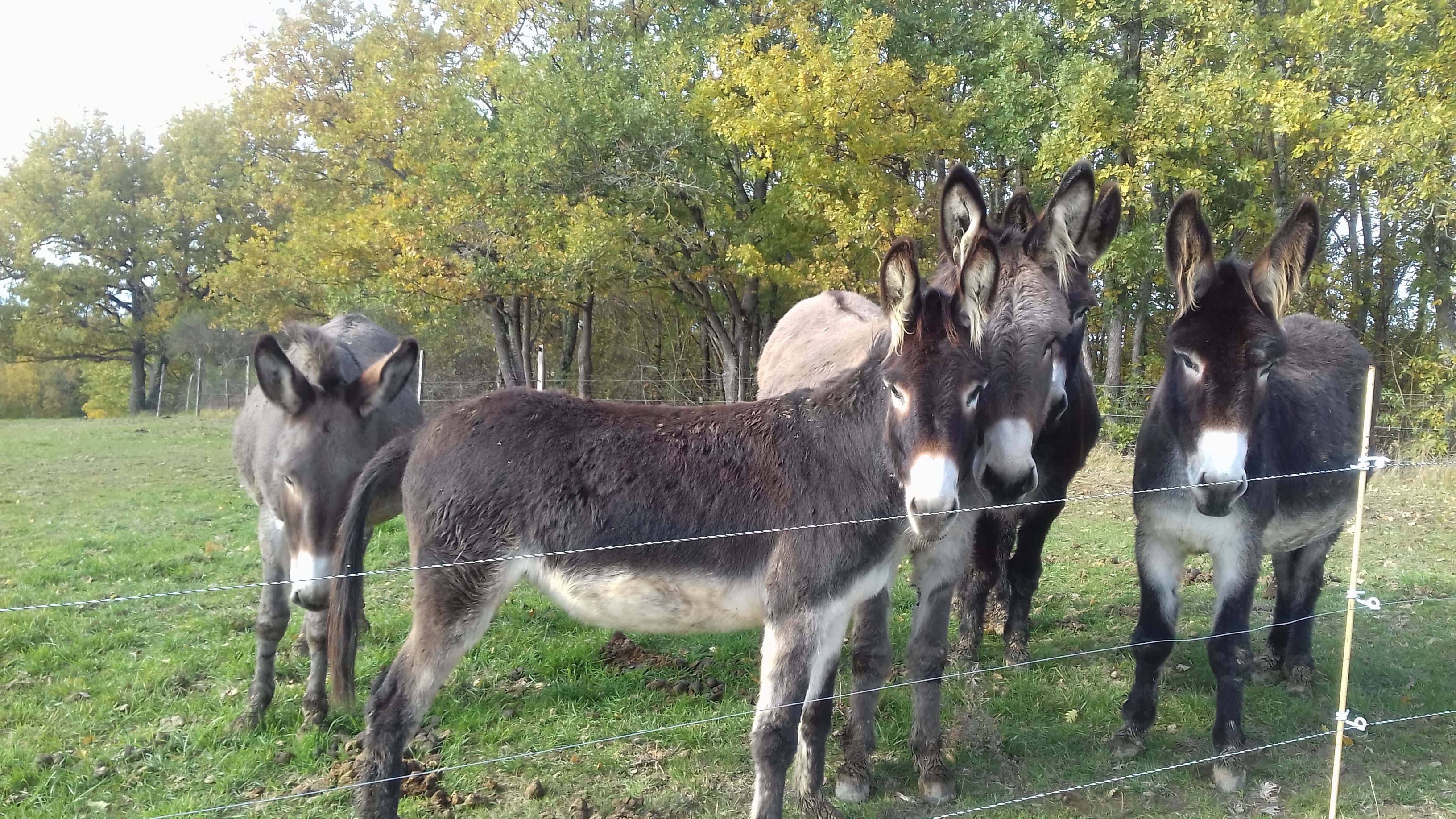 ASINERIE MARQUISE & CO