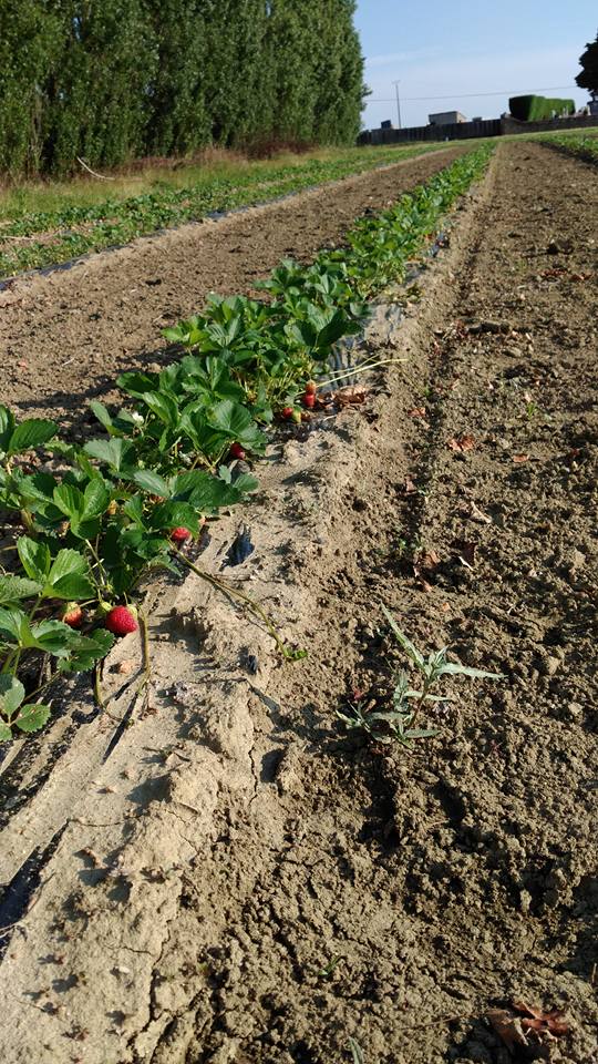 LES JARDINS DE SAINT SERNIN