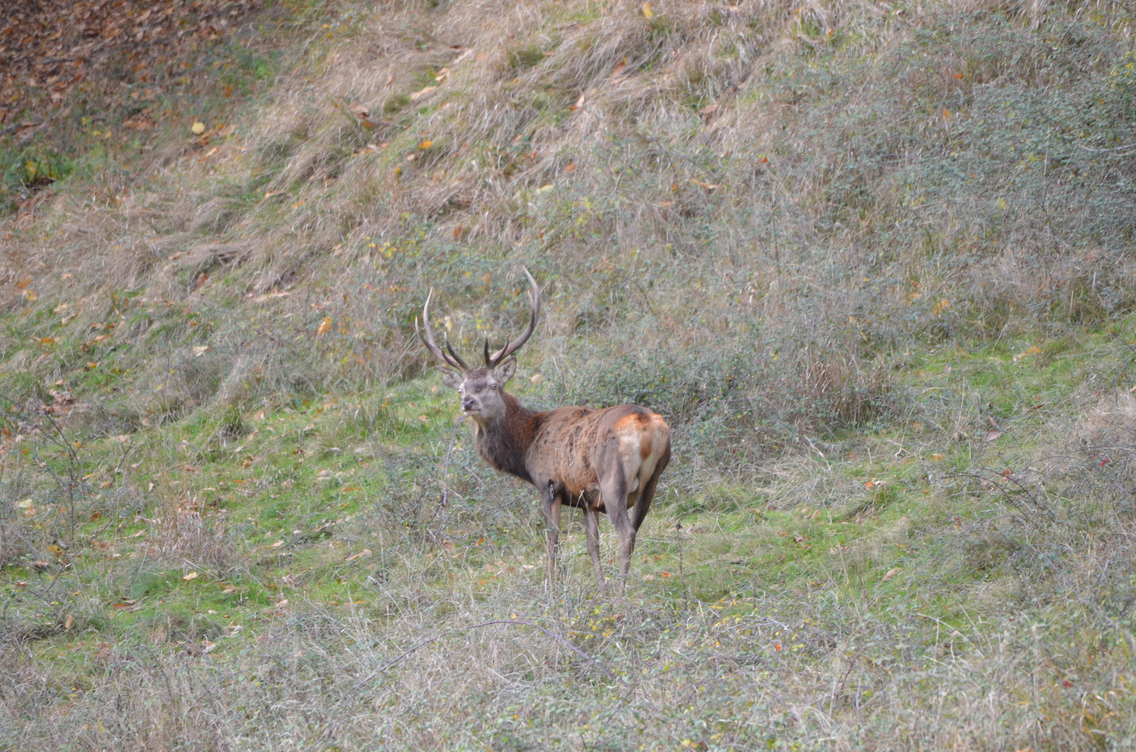 LE GITE DU CERF - photo 3