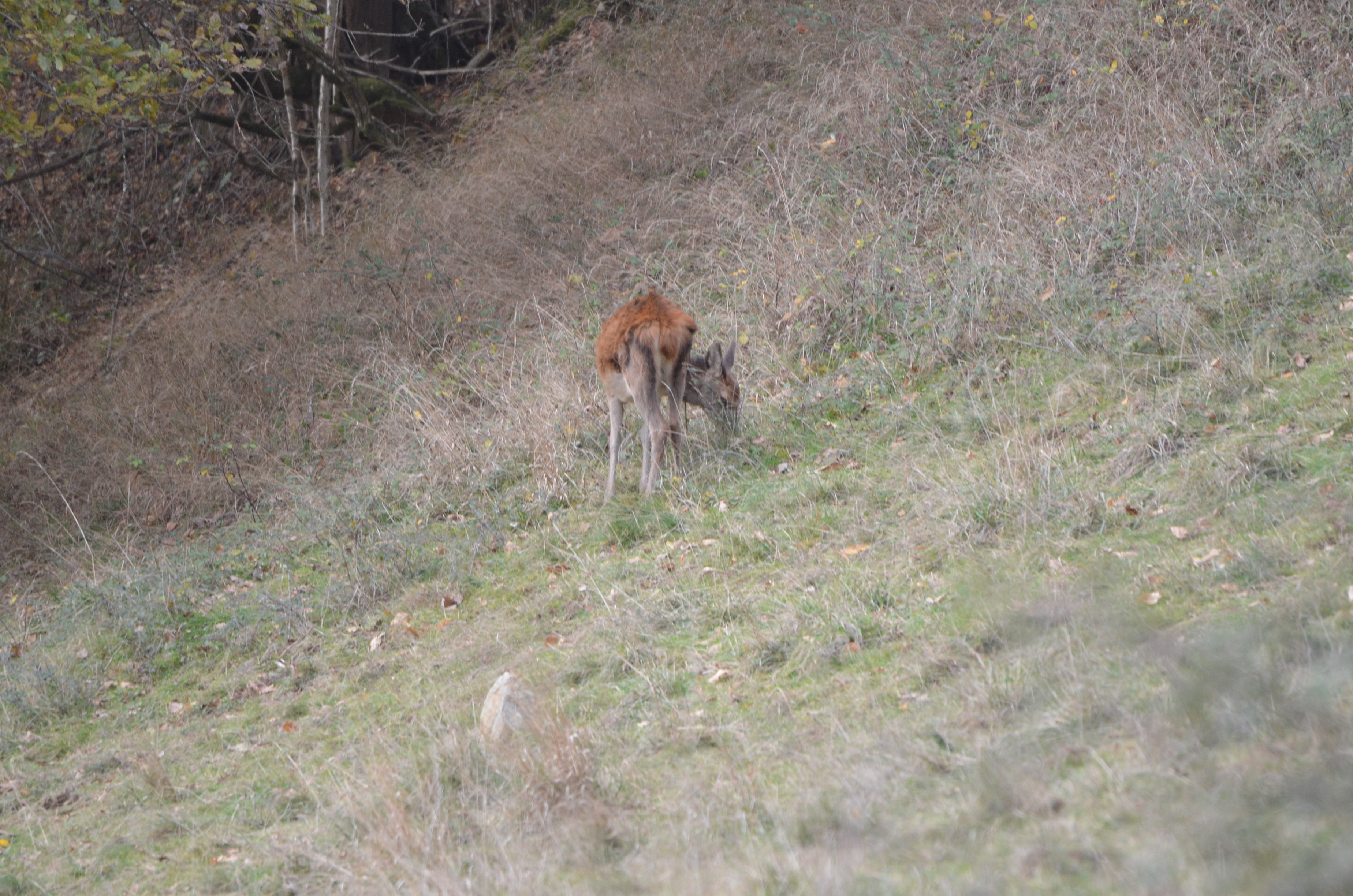 LE GITE DU CERF, Sengouagnet