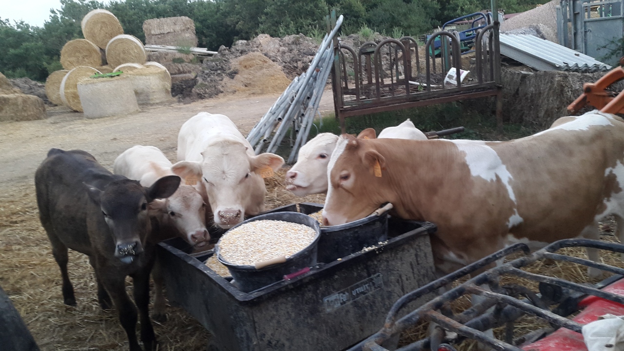 21-Lovabio - Ferme de la Tounine