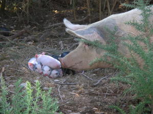 FERME DES COCHONS BIO, BRETX