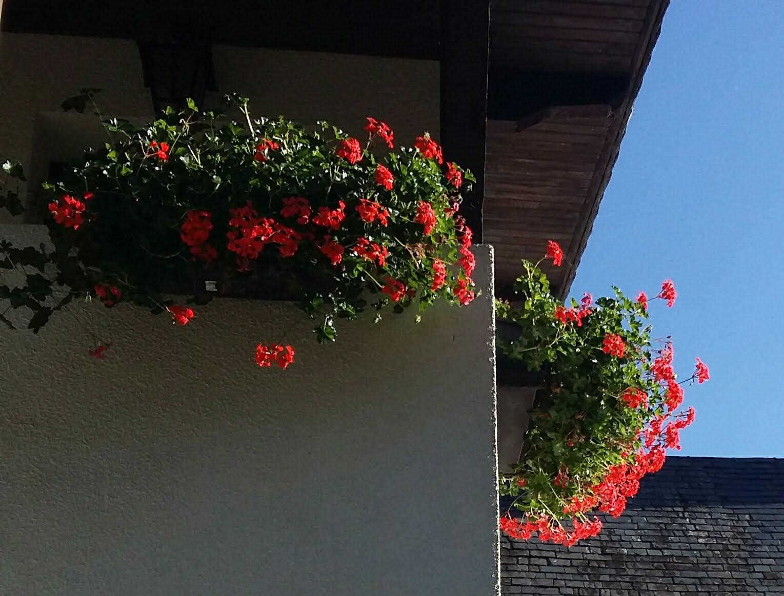LES NARCISSES, Cier-de-Luchon - photo 158