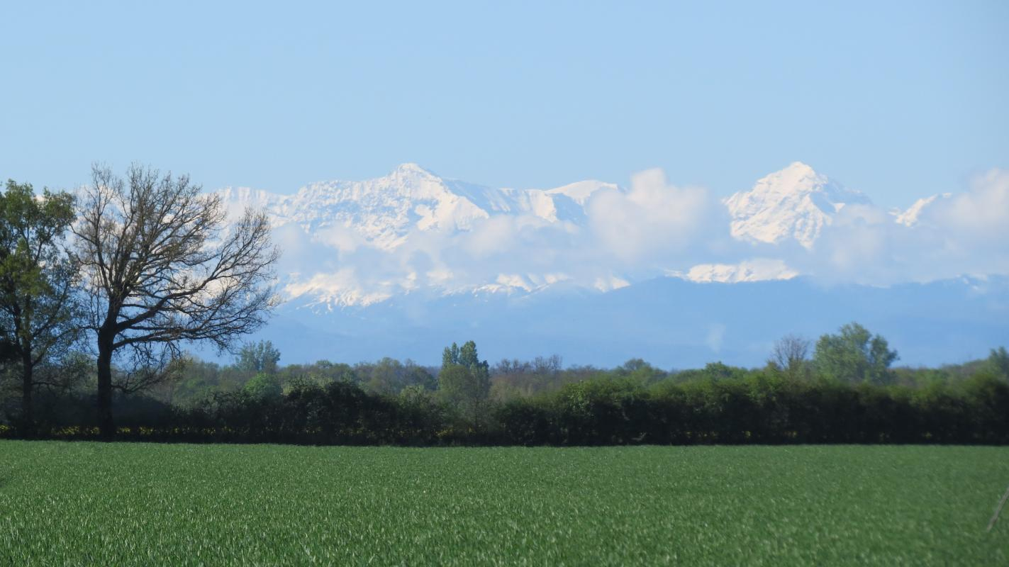 LA TOURASSE - LES TOURNESOLS - photo 3