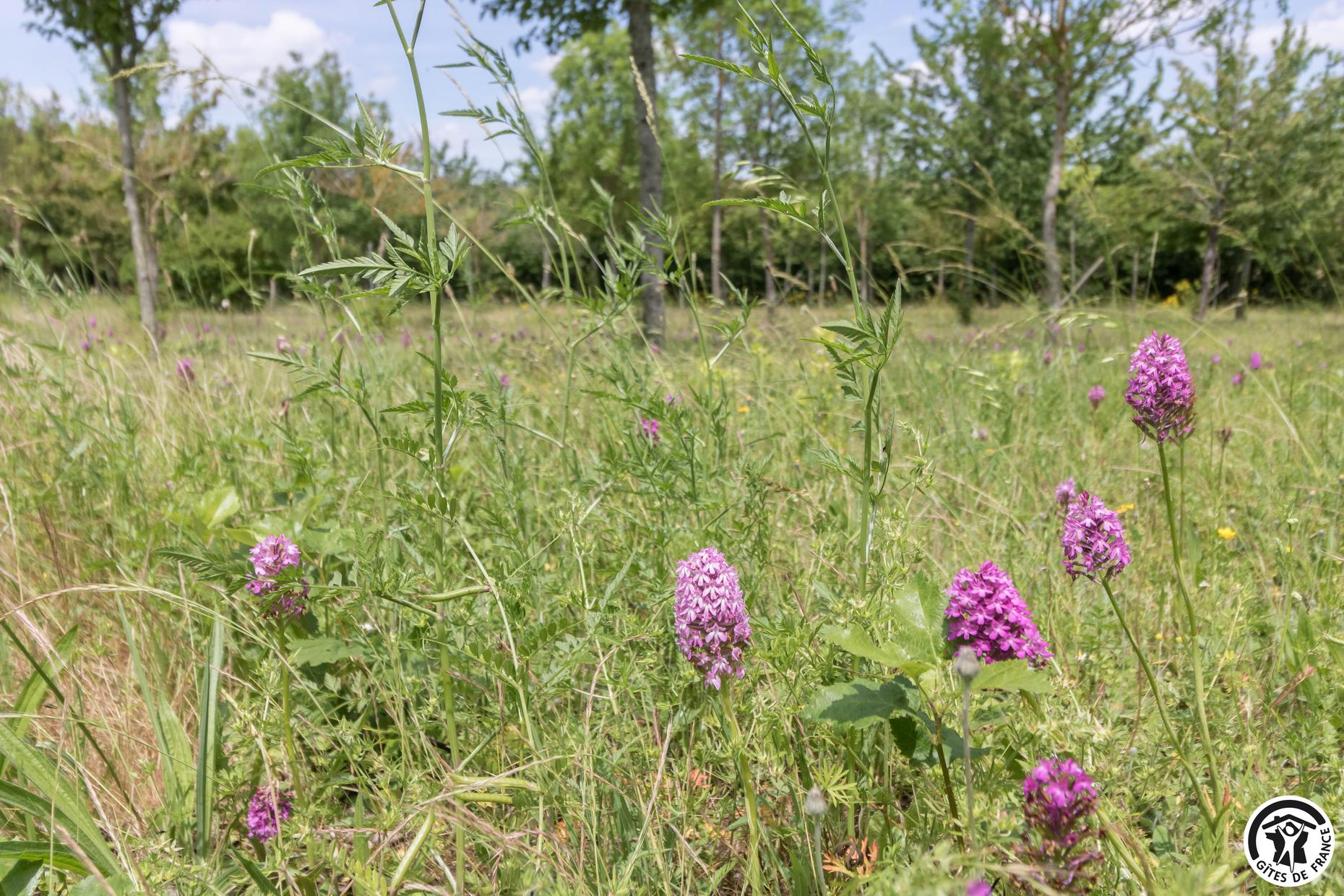 EN SAVANAC, La Salvetat-Lauragais - photo 277