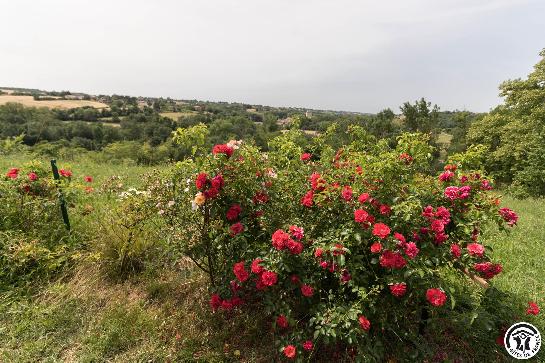 LES ROSES D'AUTAN, Auriac-sur-Vendinelle - photo 118