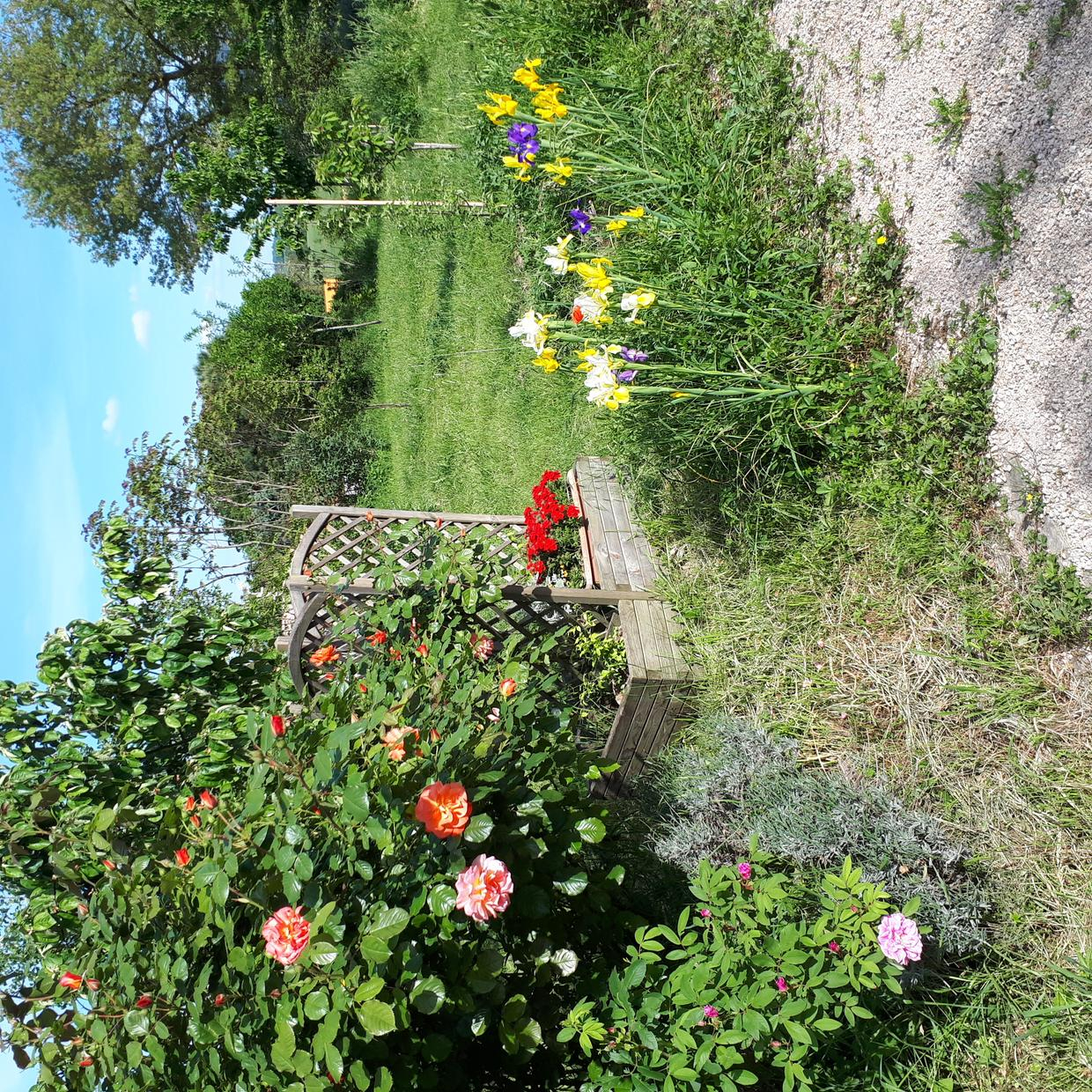 VIGNES, Saint-Léon - photo 90