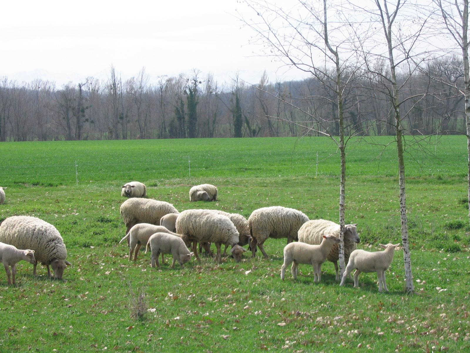 La Ferme De Montplaisir