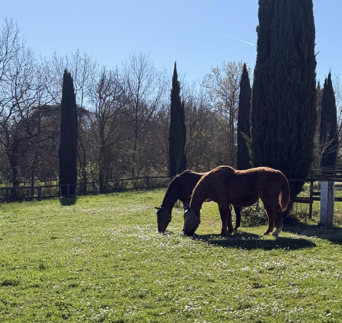 VILLA LES PARADOUX, Pin-Balma - photo 381