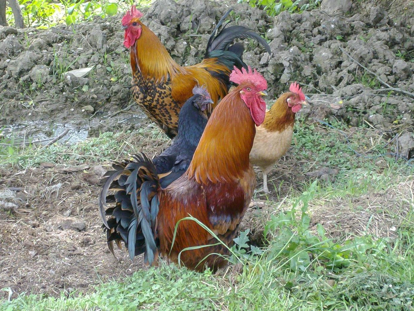 LE GÎTE DES OISEAUX, Montbernard - photo 270