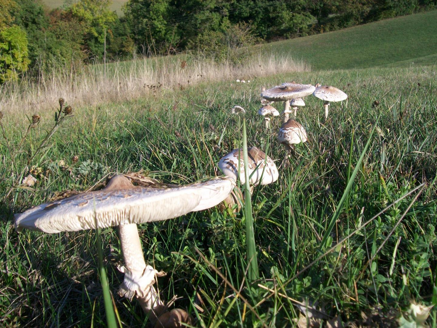 LE GÎTE DES OISEAUX, Montbernard - photo 302