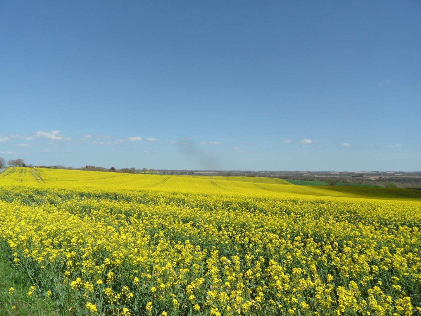 ESCAPADE LAURAGAISE, Saint-Félix-Lauragais - photo 176
