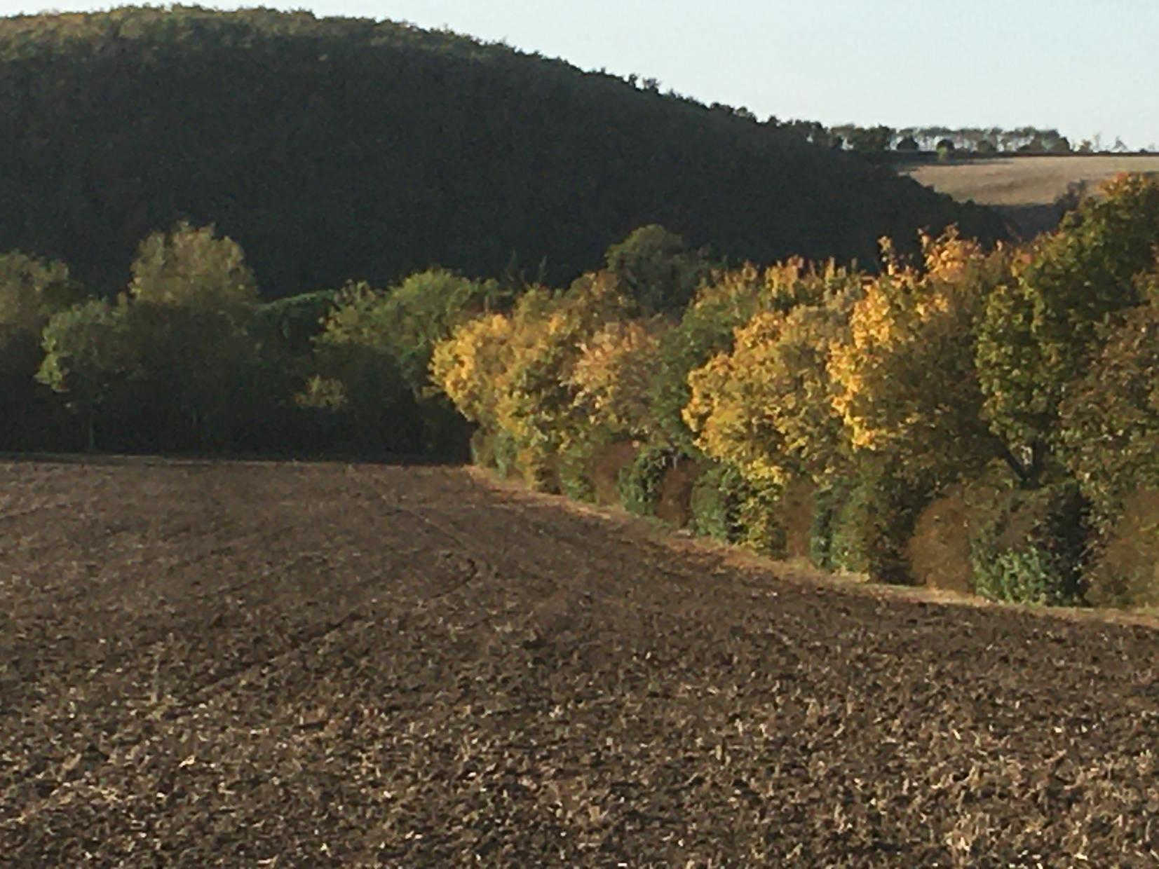 LA GASIGNOLE, Gardouch - photo 441