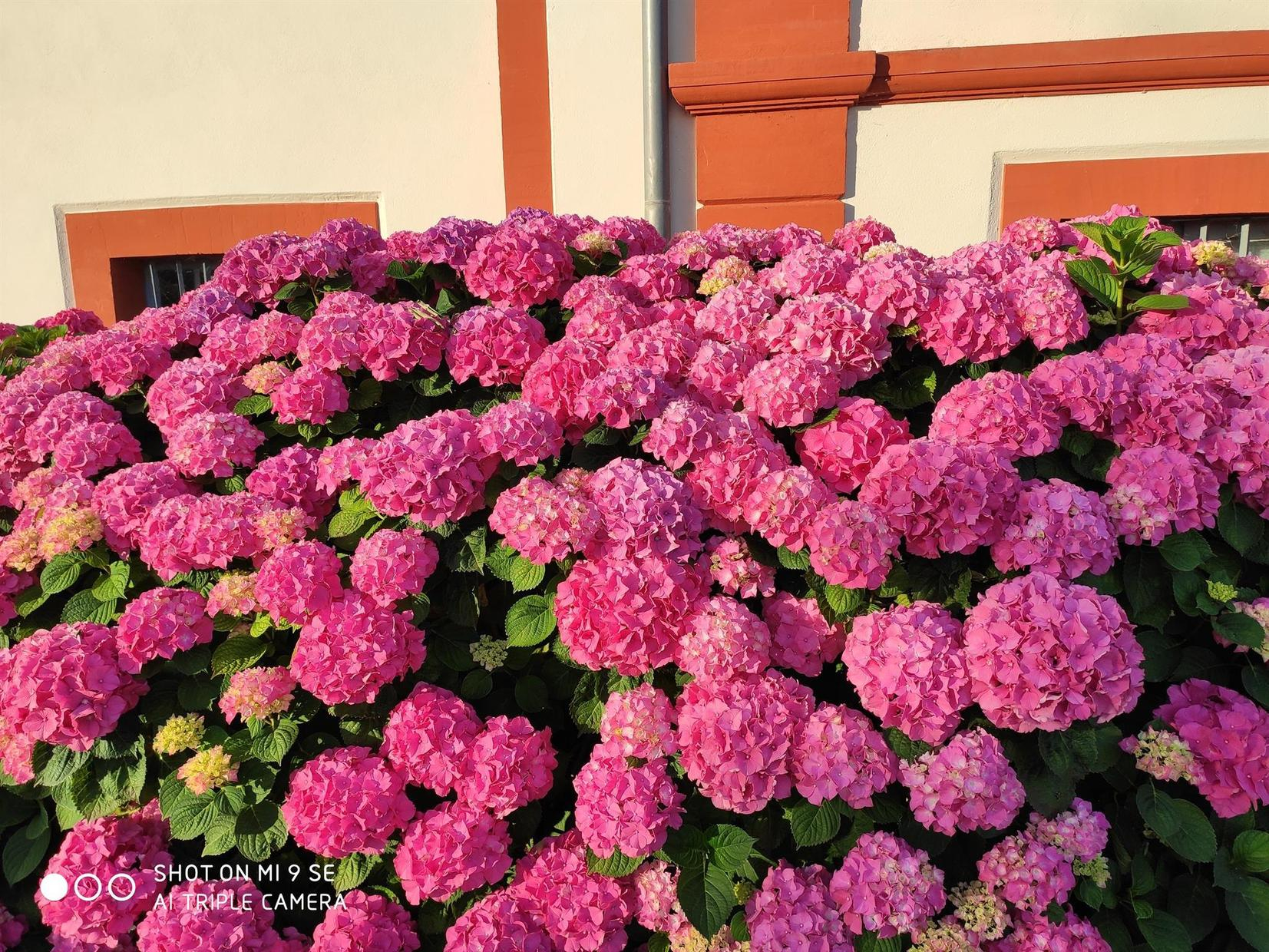 LES HORTENSIAS, Aigrefeuille - photo 234