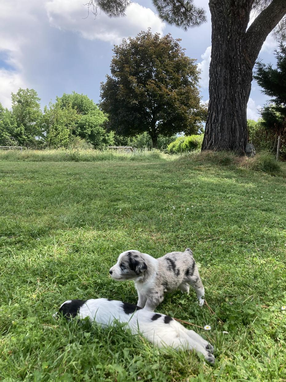 LES CABANES - photo 3