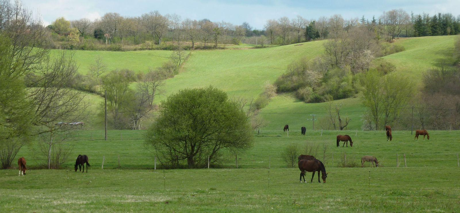 LA PETITE ECURIE DU MARJOULET, Gouzens - photo 761