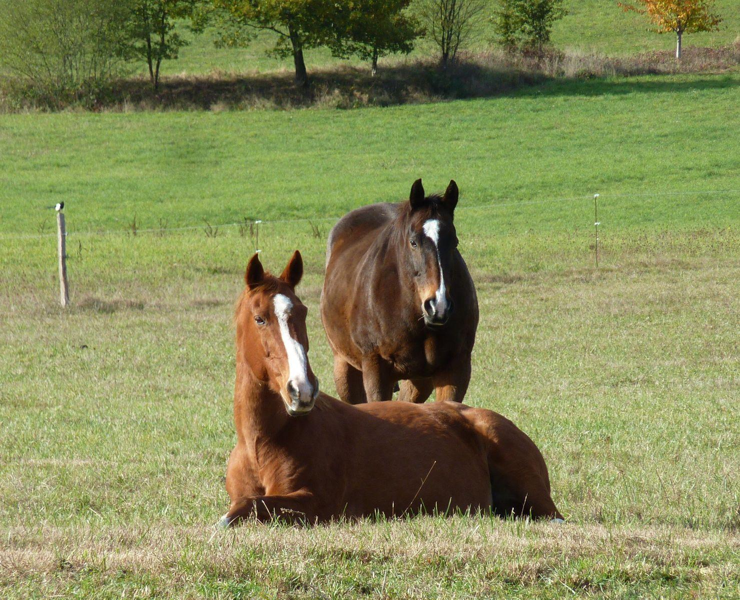 LA PETITE ECURIE DU MARJOULET, Gouzens - photo 772