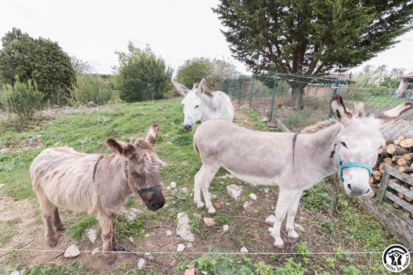 DU COQ À L'ÂNE, Saint-Félix-Lauragais - photo 382