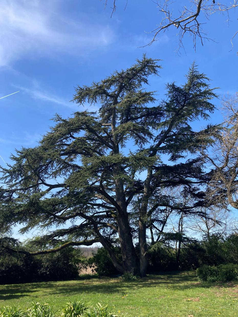 DOMAINE DE LA BORDASSE, Villematier - photo 517