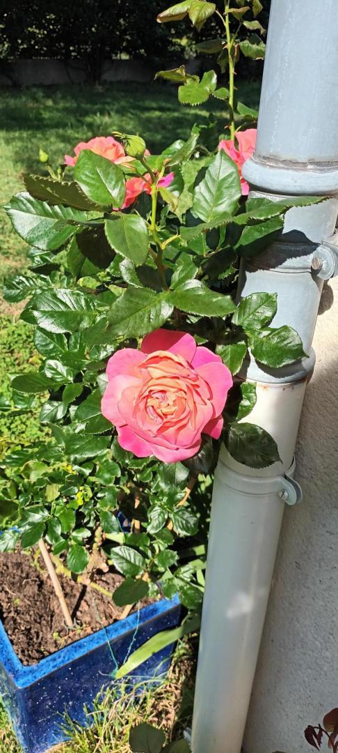 CHEZ MAXOU - photo 5