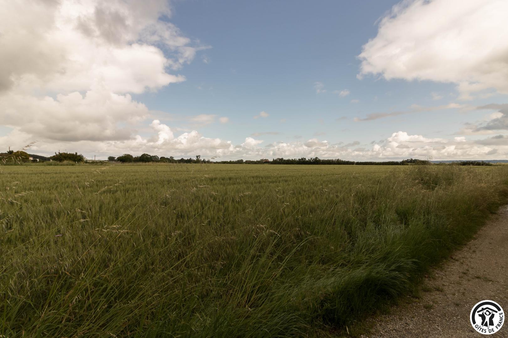 LE PISTOU, Merville - photo 229
