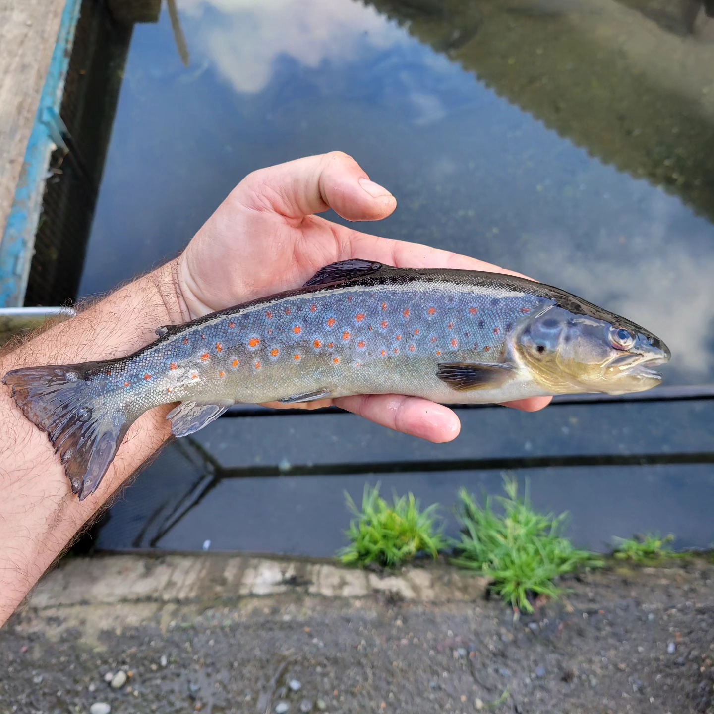 PÊCHE A LA PISCICULTURE BIO LES VIVIERS DU COMMINGES