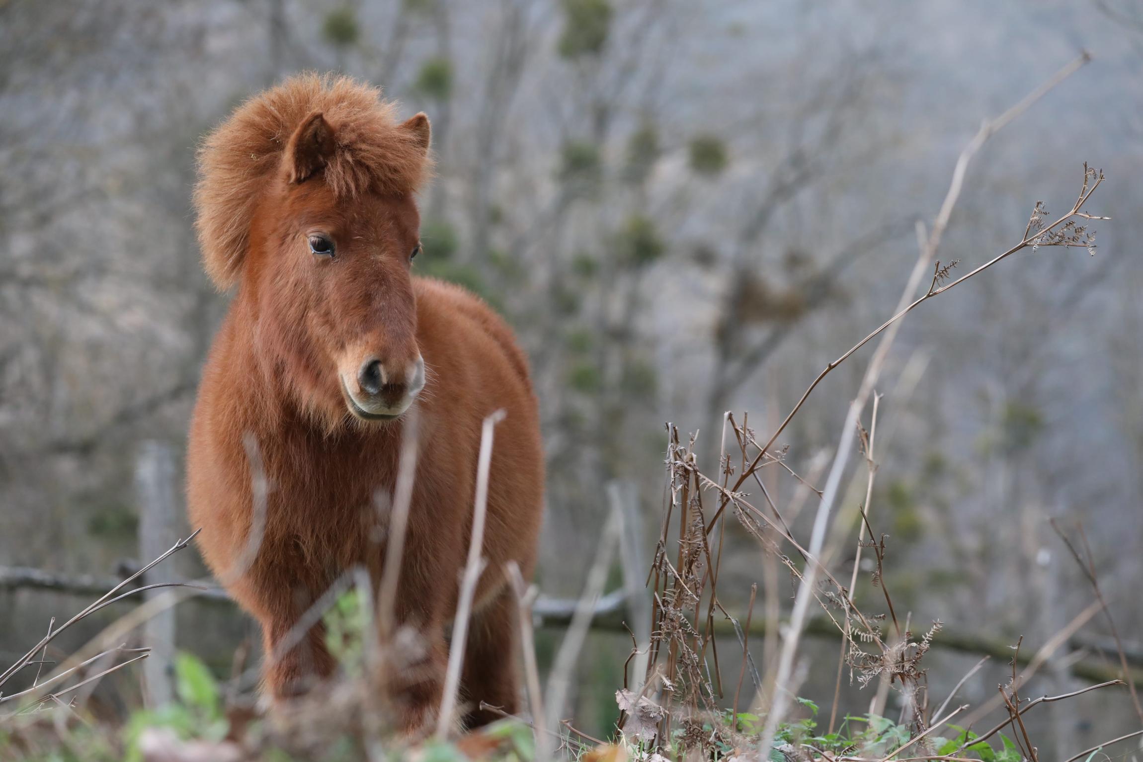 PONEY DÉCOUVERTE