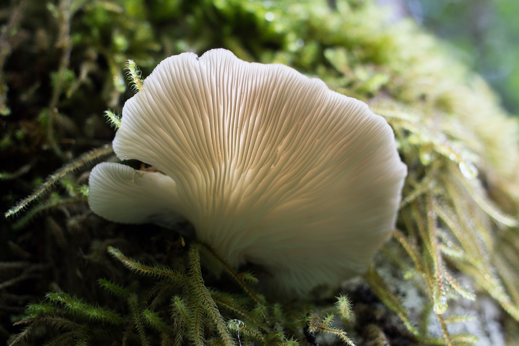 ZOOM SUR LES CHAMPIGNONS DE NOS BOIS