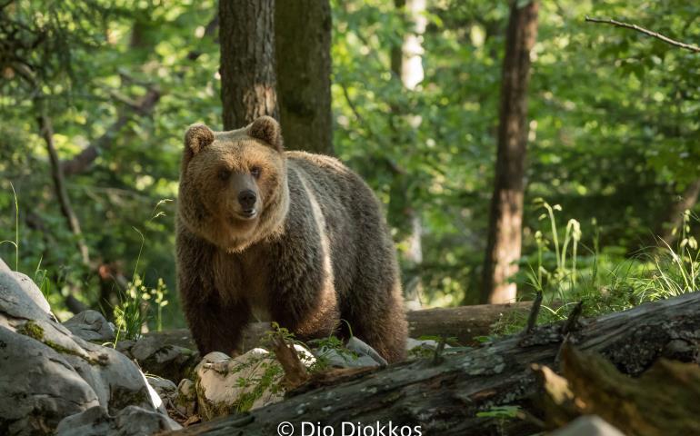 ours découverte vie sauvage faune pyrénées