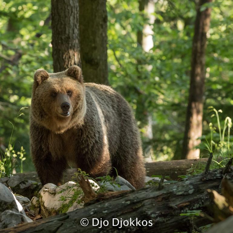 ours découverte vie sauvage faune pyrénées
