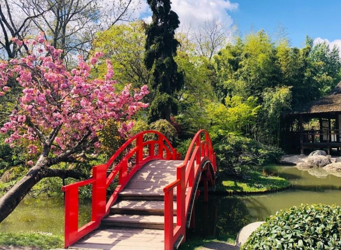 Agenda_Toulouse_Fête des cerisiers Jardin Japonais