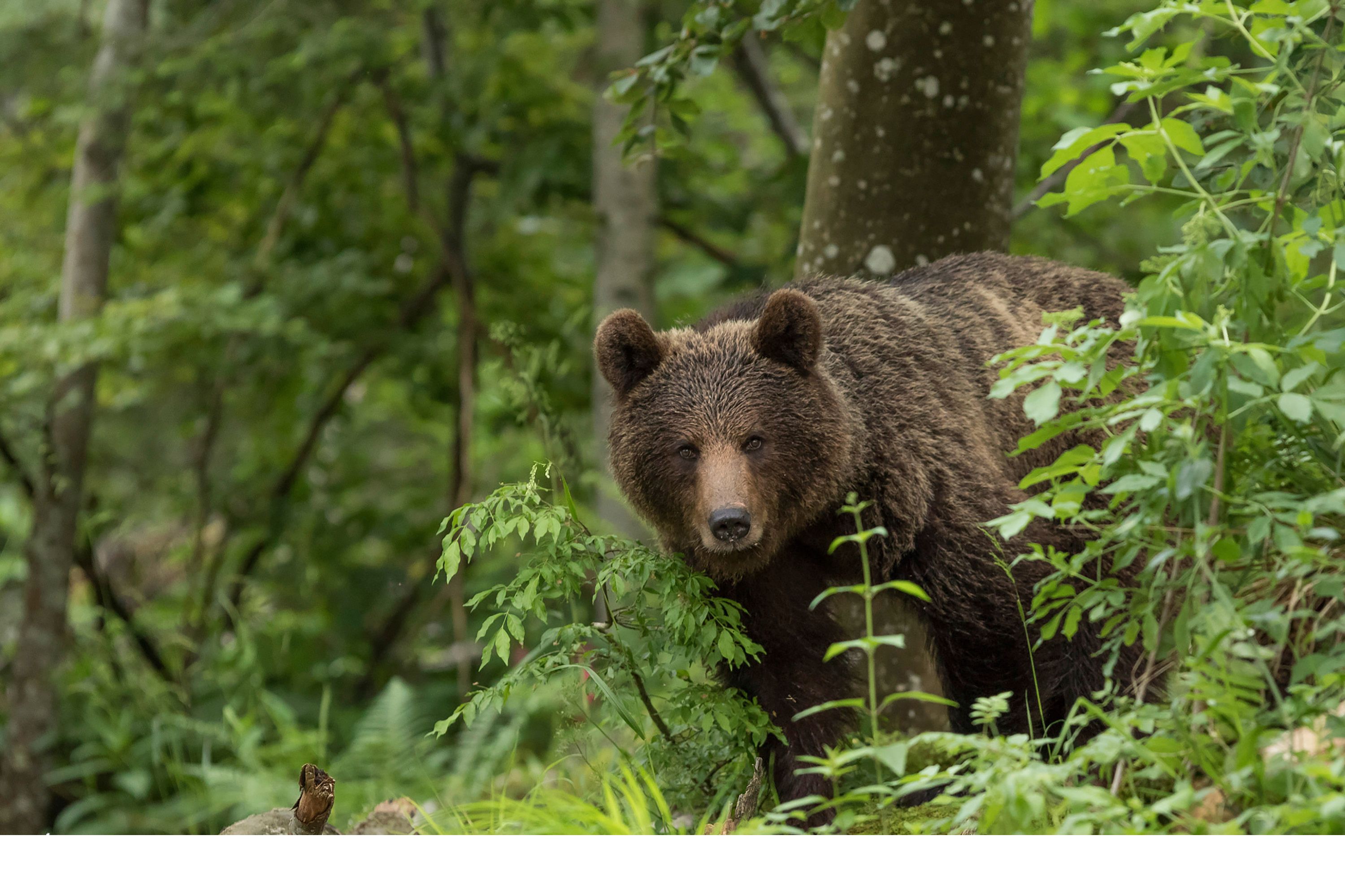 BALADE À LA DÉCOUVERTE DE L'OURS