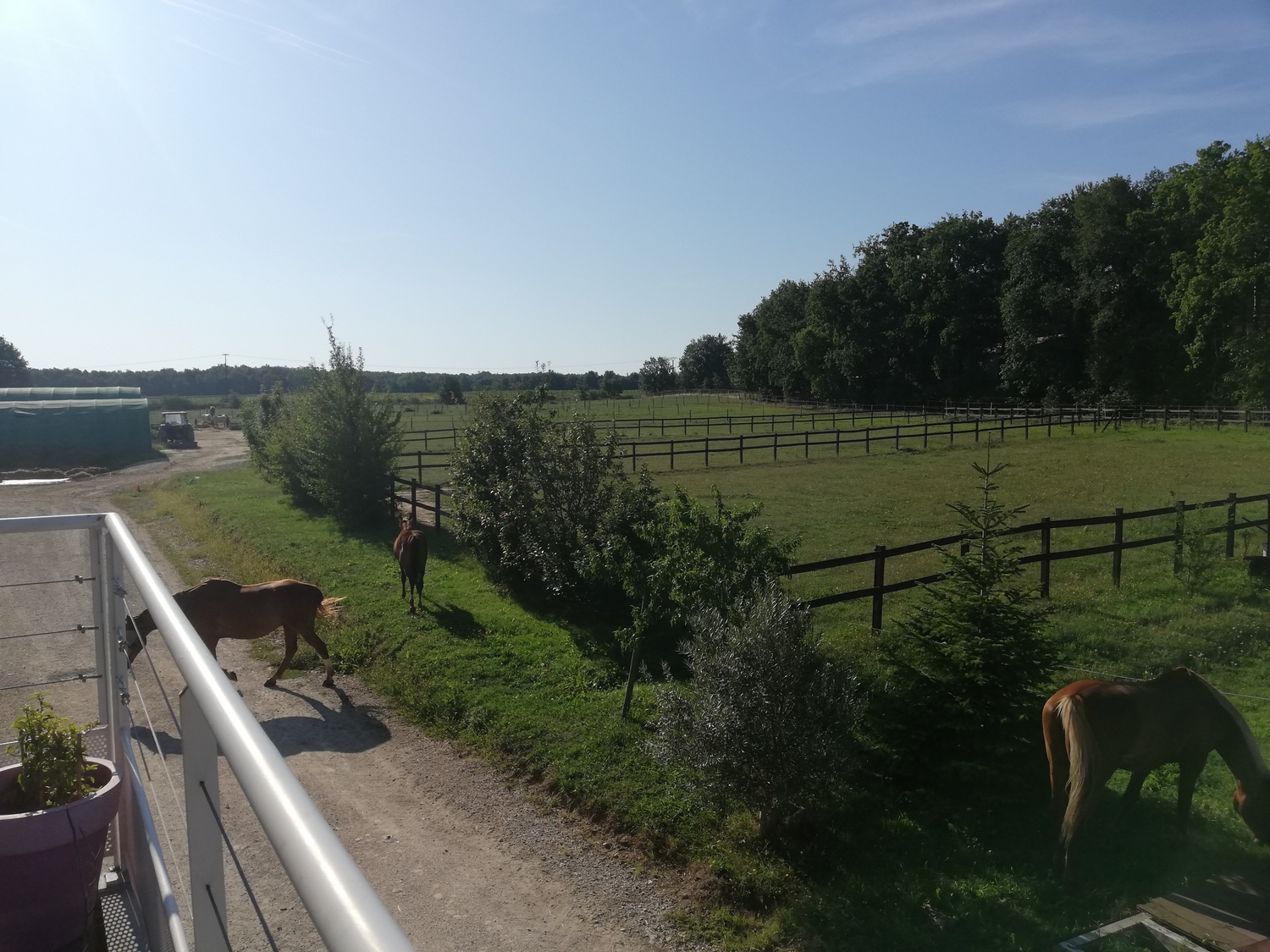 Cap-cheval-1-BOULOC