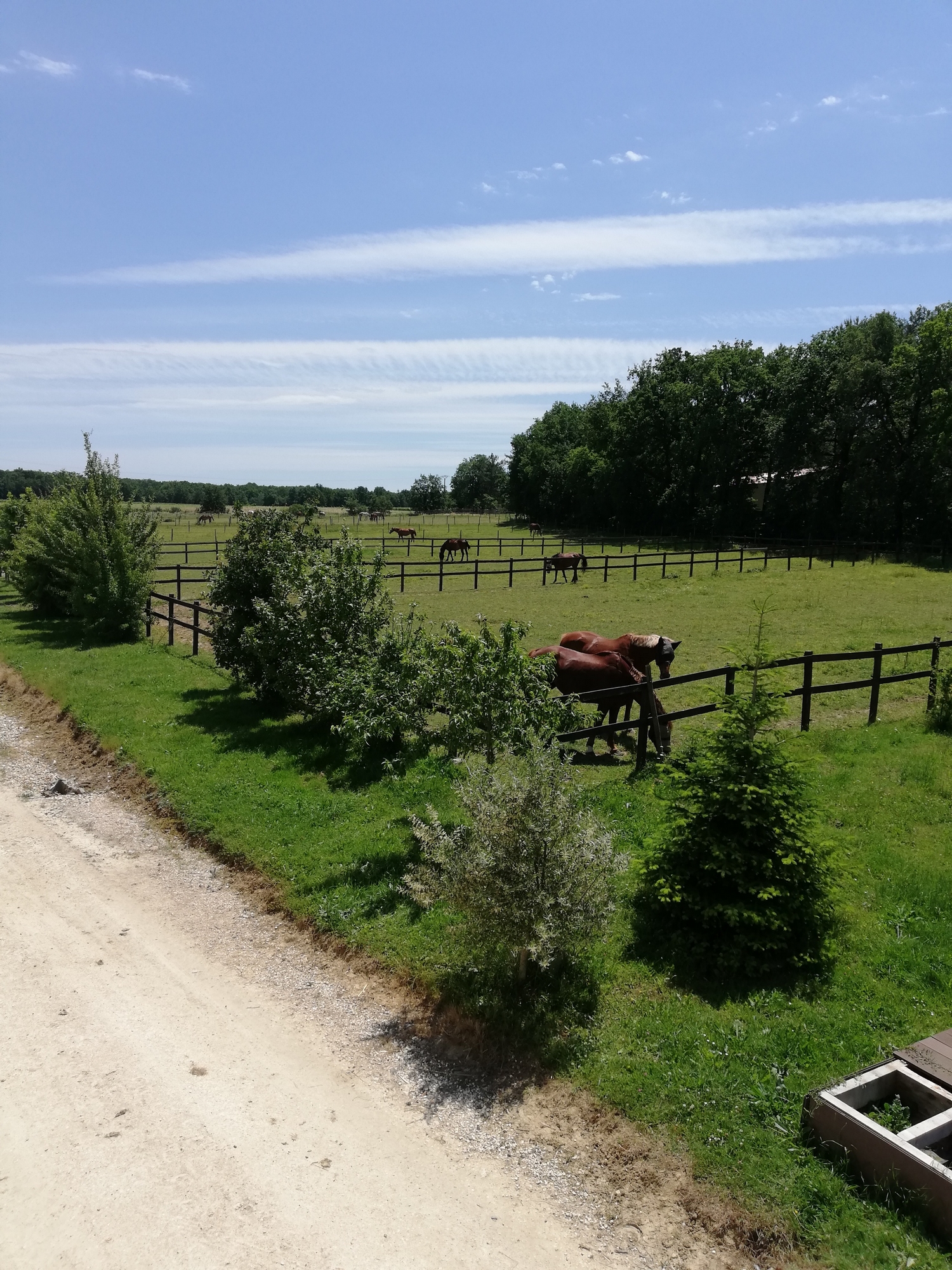 Cap-cheval-3-BOULOC