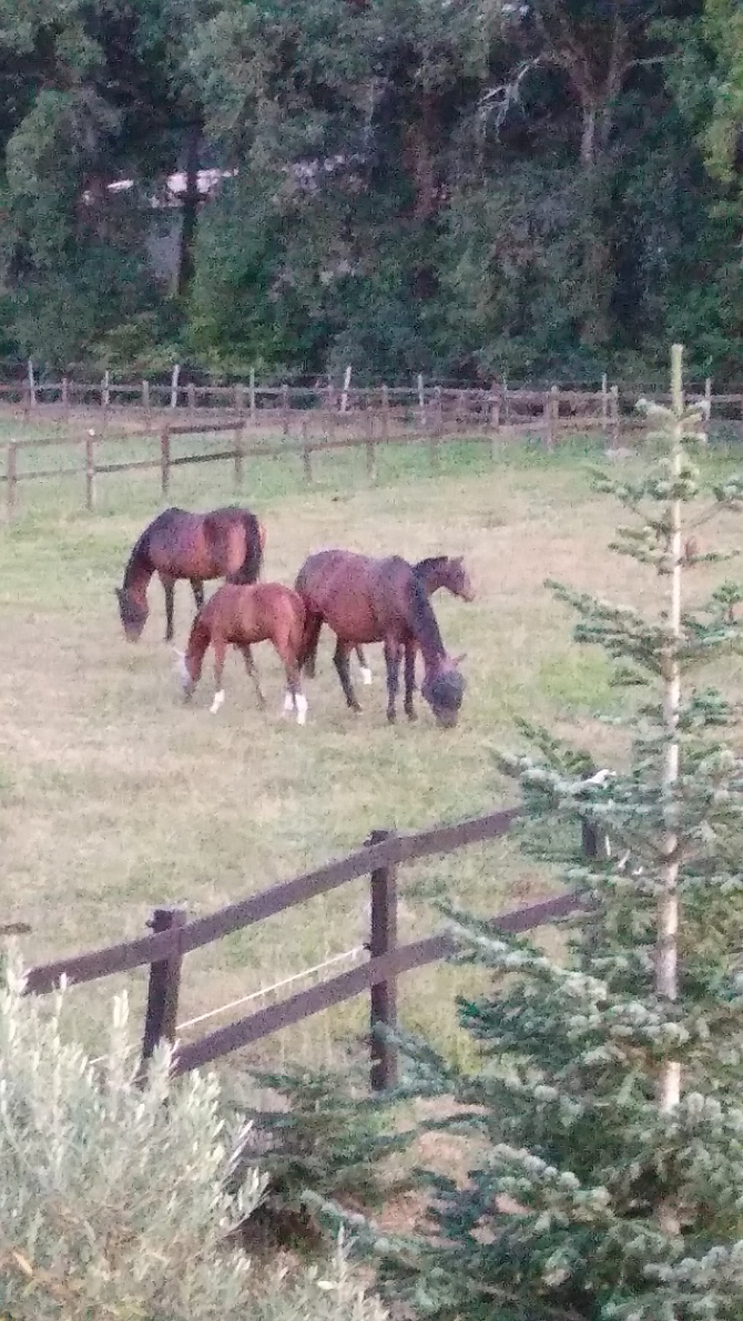 Cap cheval 4 BOULOC