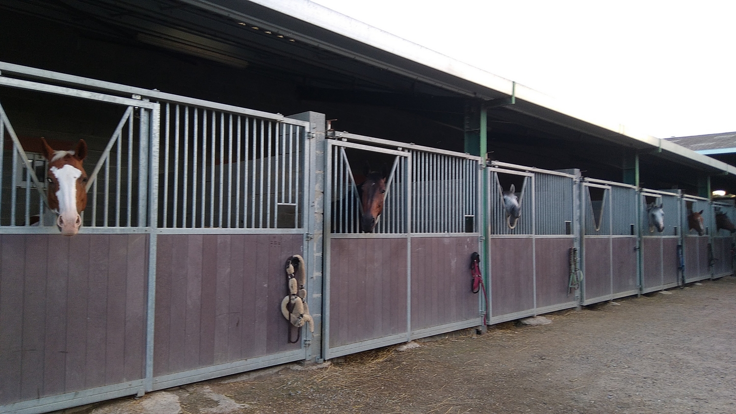 Cap cheval 5 BOULOC