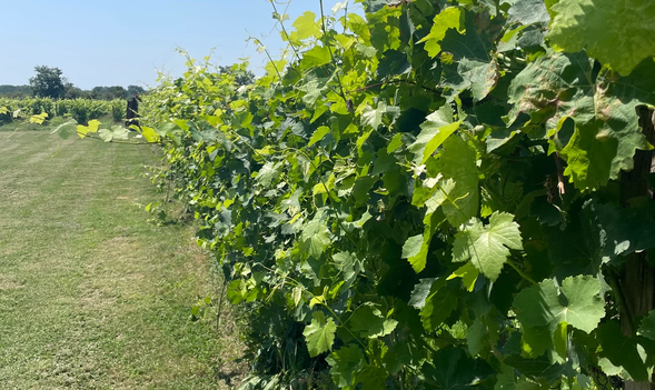 Vignes Château La Loge