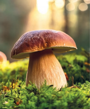 - ANNULÉ - SALON DU CHAMPIGNON