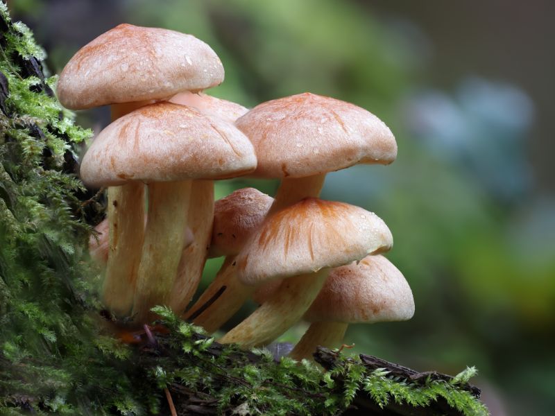JOURNÉE MYCOLOGIE
