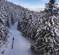 Chiens traineaux Le Mourtis2024©Manuel_Huynh
