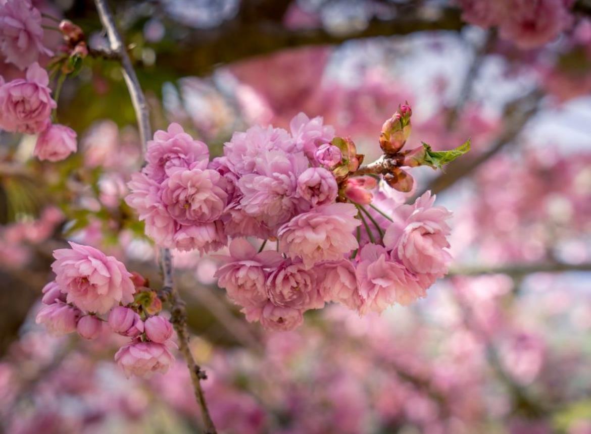 Agenda_Toulouse_Fête des cerisiers Jardin Japonais