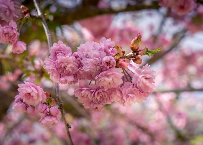 Agenda_Toulouse_Fête des cerisiers Jardin Japonais