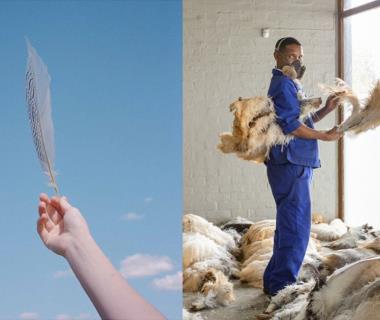 Agenda_Toulouse_Expo plumes au MATOU