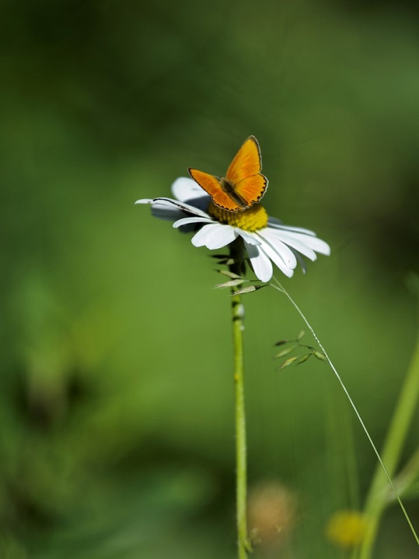 EXPOSITION DE PHOTOGRAPHIES D'IMELDA JARRY