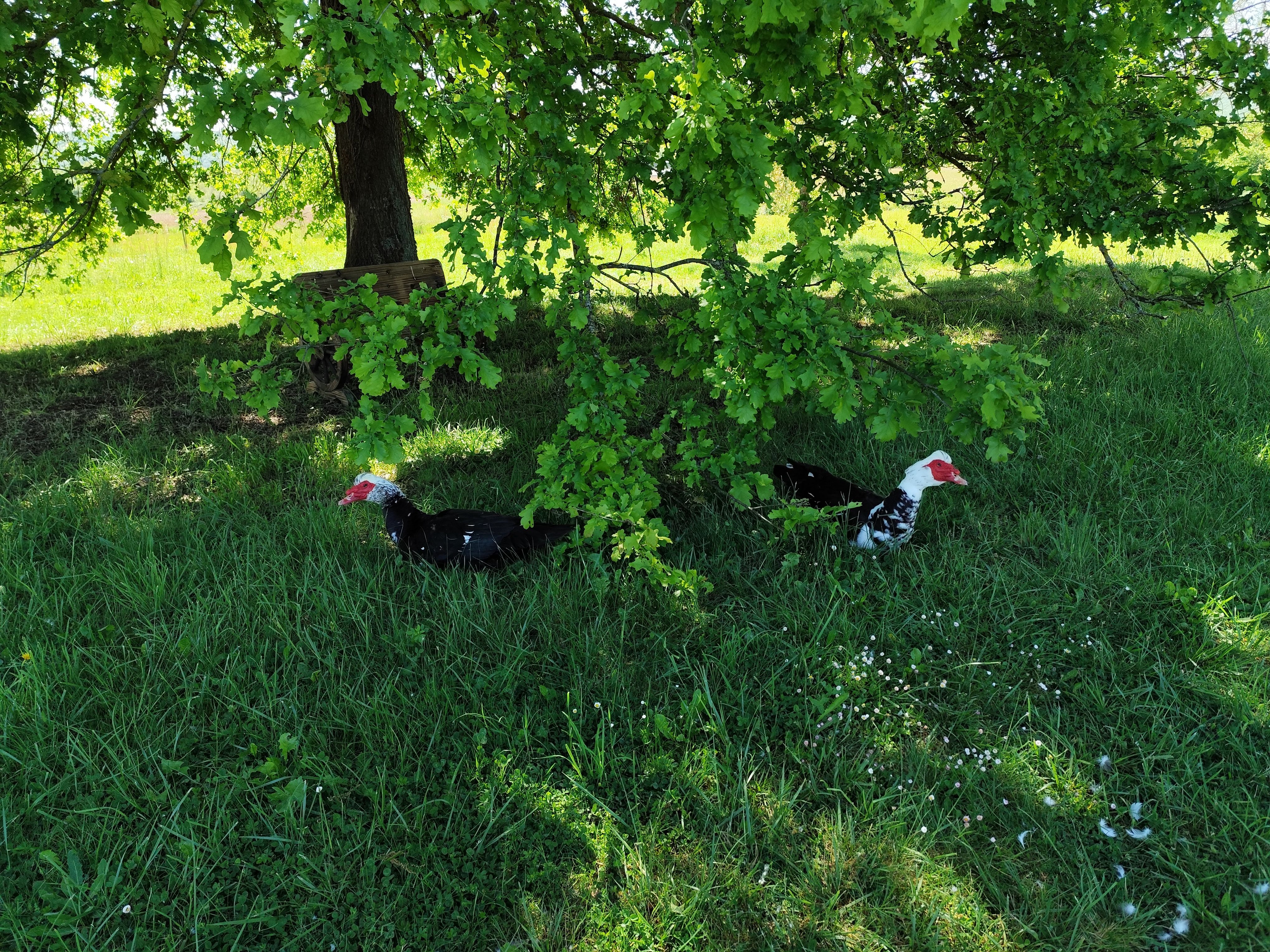 DOMAINE D'ANTICHAN - LE GITE, Saint-Pé-Delbosc - photo 6