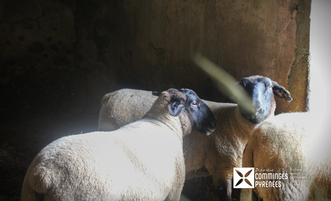 FERME DE COUMODOUS - CHAMBRE CHEZ L'HABITANT, Montmaurin - photo 6