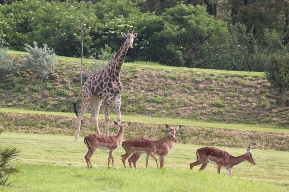 PARC ZOOLOGIQUE AFRICAN SAFARI PLAISANCEDUTOUCH Zoo parc