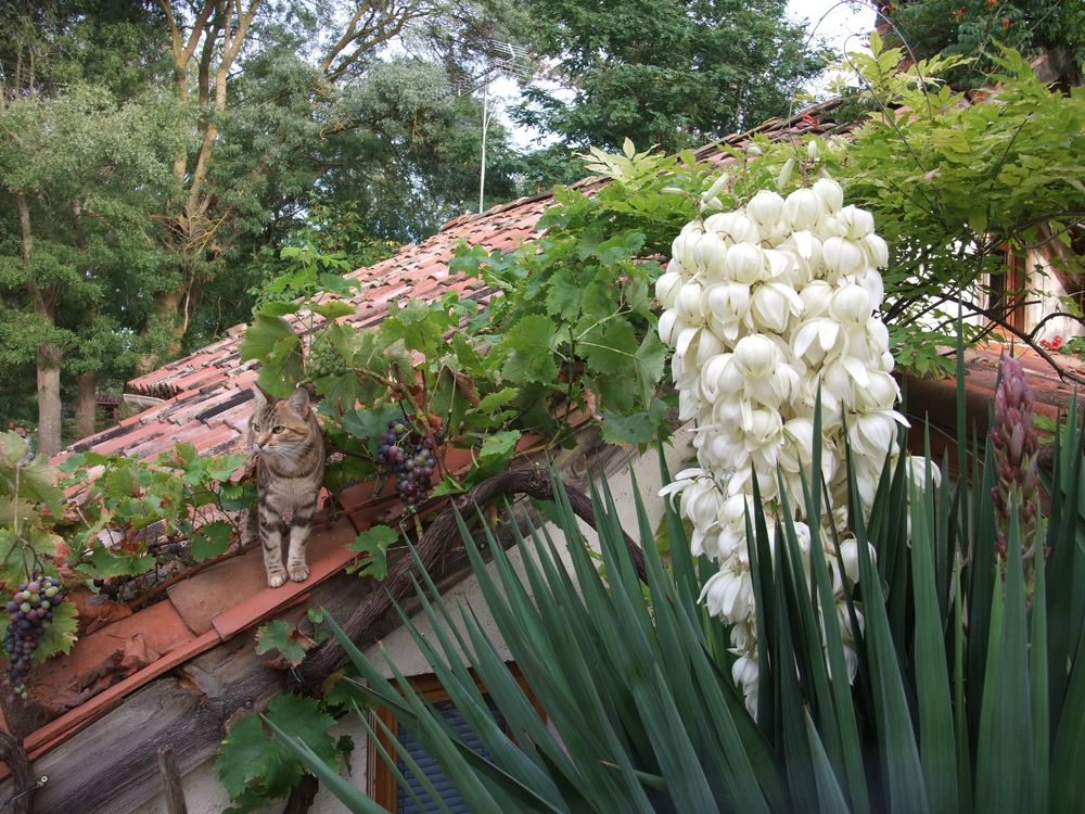 GITE L'OSTAL  GITE DE SEJOUR LA PAGUERE, Mauvezin - photo 8