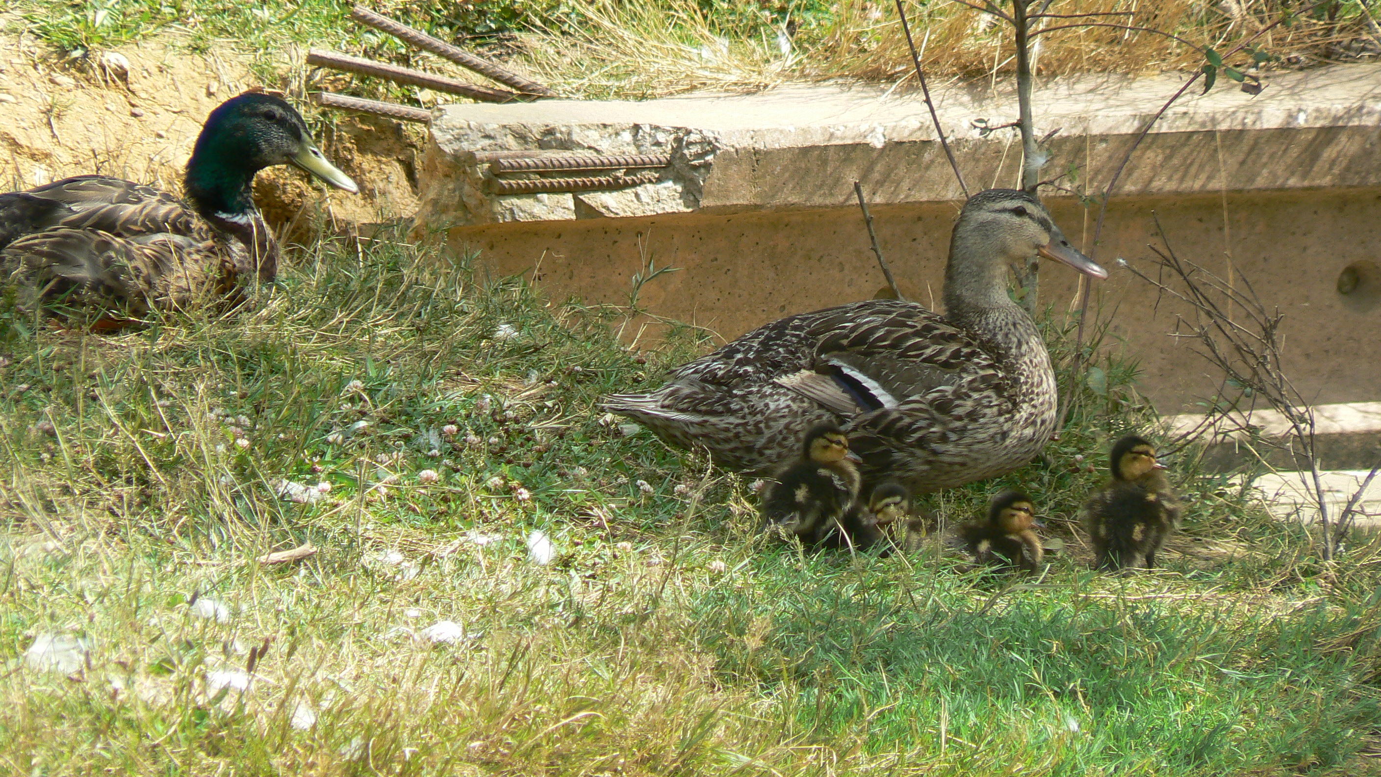 LA FERME DU MOT, Saint-Pé-Delbosc - photo 2