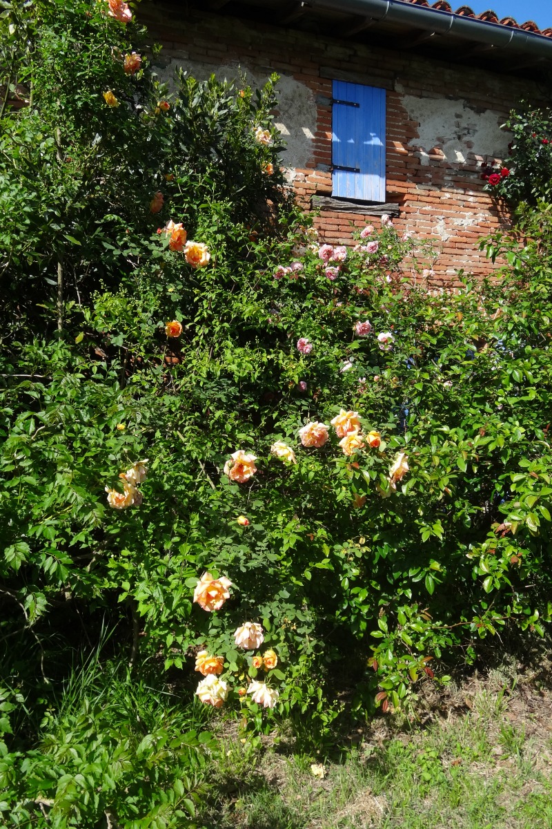 GITE DE CARACTERE AUX PORTES DE TOULOUSE, Montbrun-Lauragais - photo 25